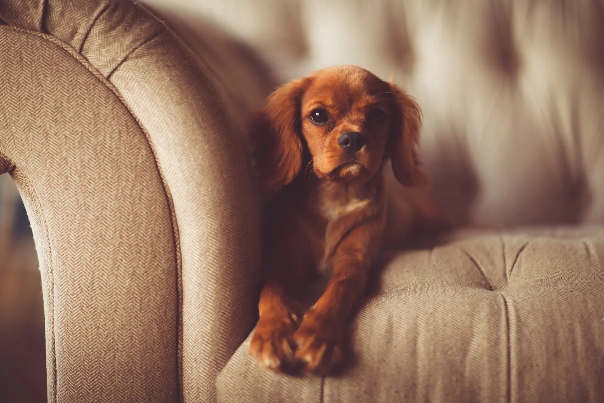 So verhindern Sie, dass Ihr Hund im Haus Markierungen macht